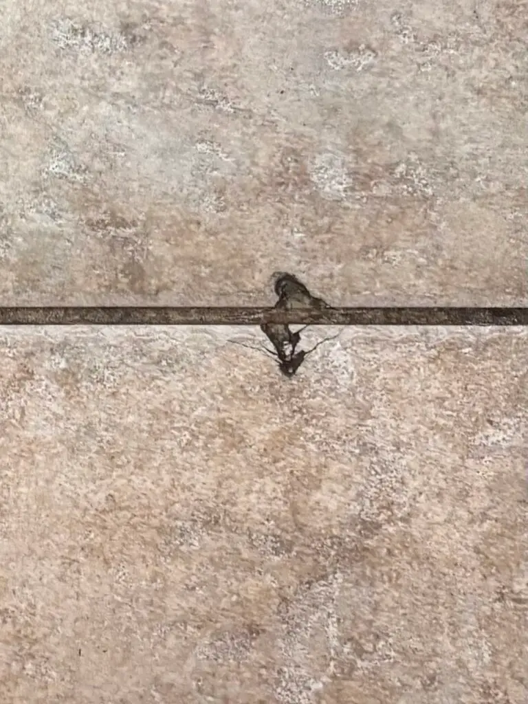 Kitchen Tile Replacement in Kings Beach — grout update